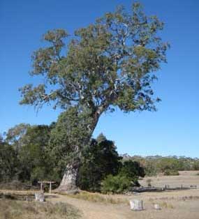 The Bilstons Tree